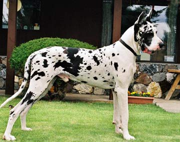 black and white great dane