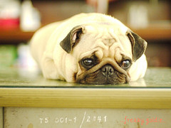 pug dog picture