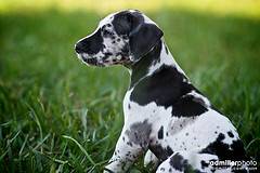 do great dane puppies whine a lot